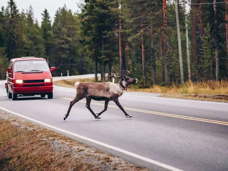 Why Do Deer Run Into Cars? [With Tips to Avoid Them!]